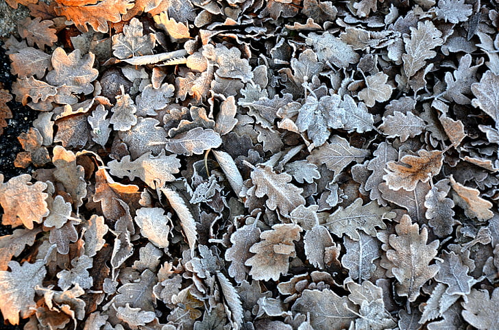 pile of gray and brown oak leaves