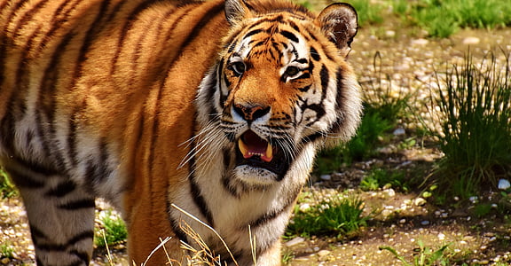 close-up photo of tiger on grass