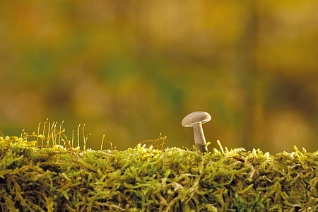 close up photo of white mushroom growing on green moss