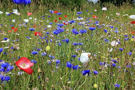 blue cornflowers and pink poppies in bloom at daytime