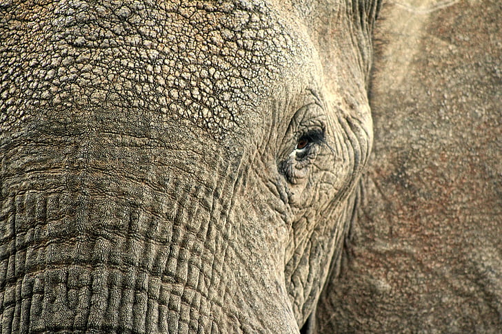 closeup photo of elephant