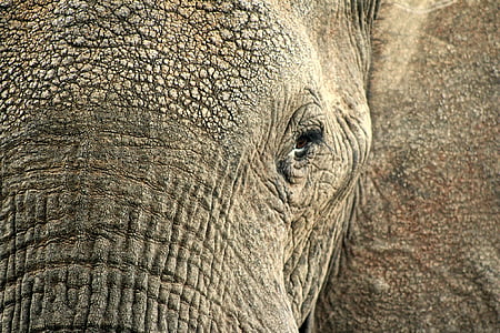 closeup photo of elephant