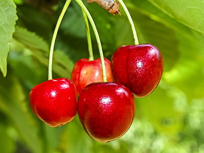 selective focus photography of four cherries