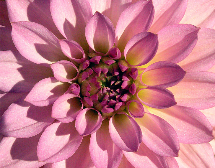 macro photography of a purple flower