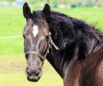 photo of black and brown horse