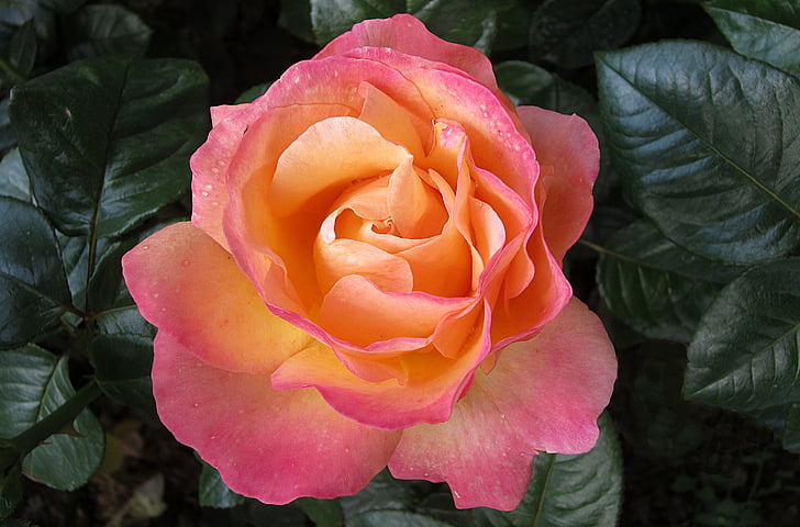 close-up photography of pink and orange rose flower