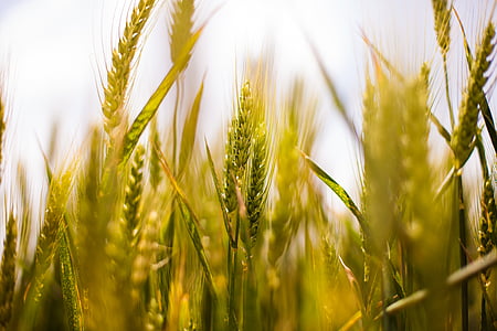 closed up photo of wheat plant