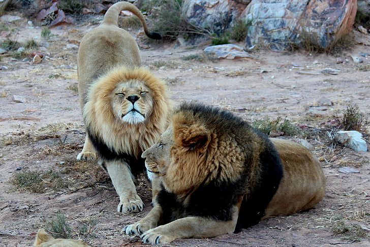 two lion sitting along rocks
