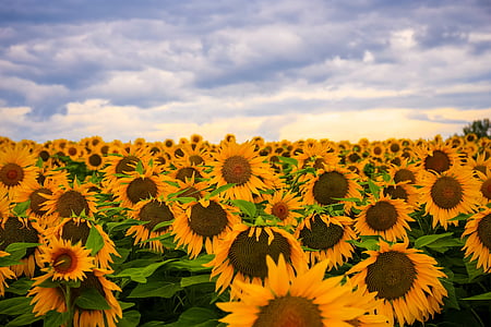 photography of sunflower field under cloudy sky