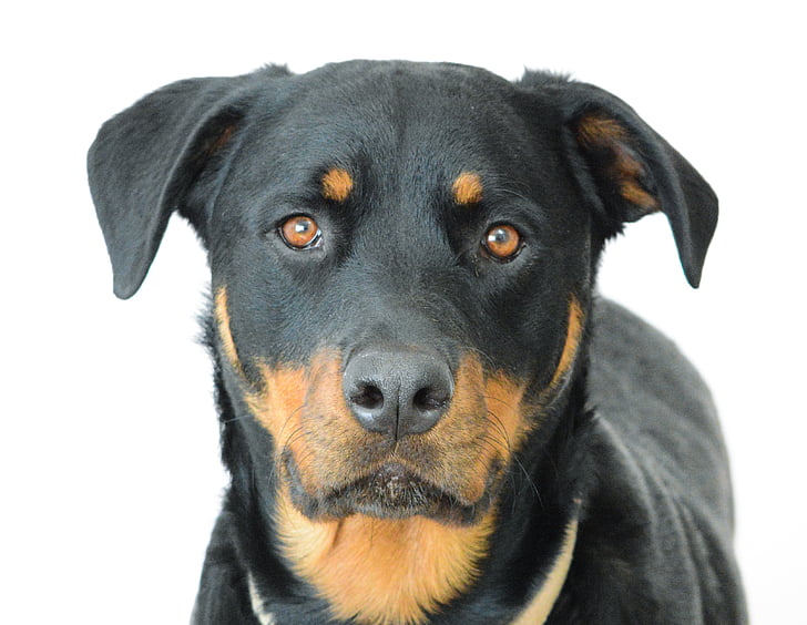 shallow focus photography of adult mahogany Rottweiler