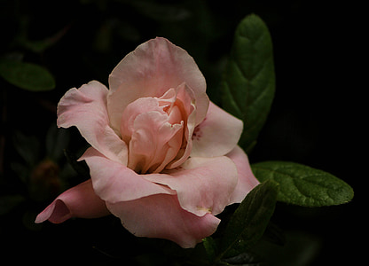 close up photo of blooming pink rose