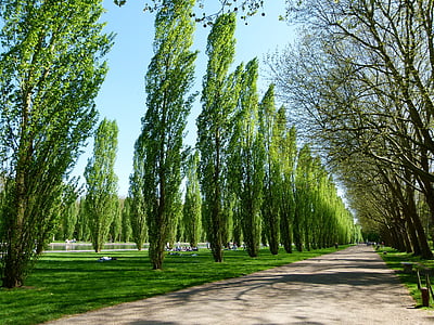 green leaf trees