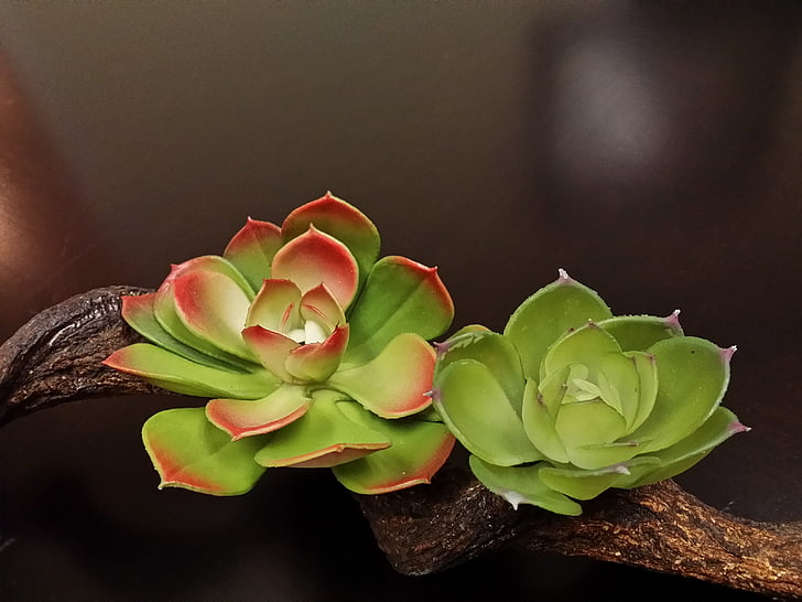 photography of red and green succulent plants