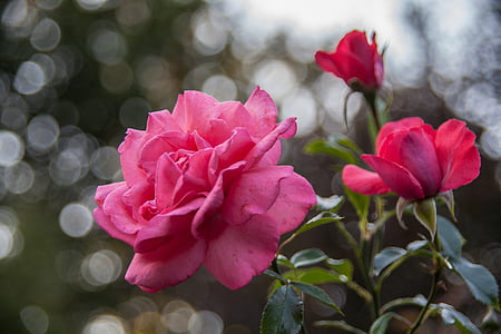 selective focus photo of three pink roses