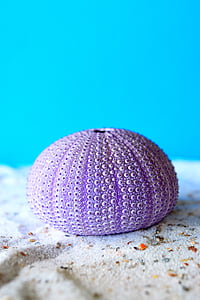closeup photo of round purple sea creature