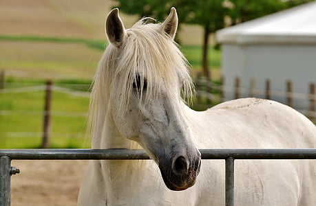 selective focus photography of white horse near white wooden house at daytime