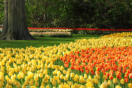 photography of yellow and orange tulip flower field