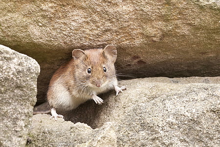 brown rat under rock during daytime