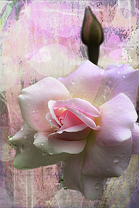 close-up photo of pink rose