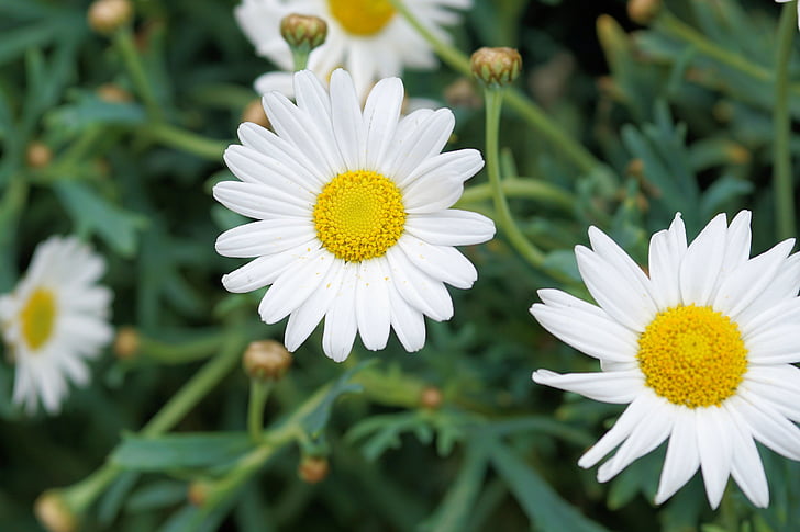 shallow focus of Oxeye Daisy