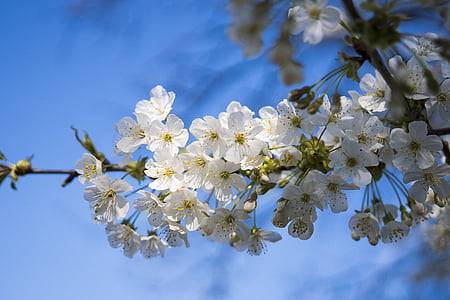 white cherry blossom tree