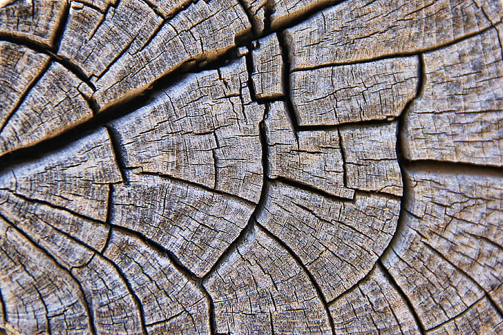 natural wood in close up photo