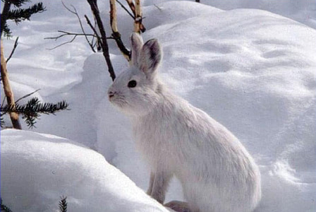 white rabbit standing on ice field