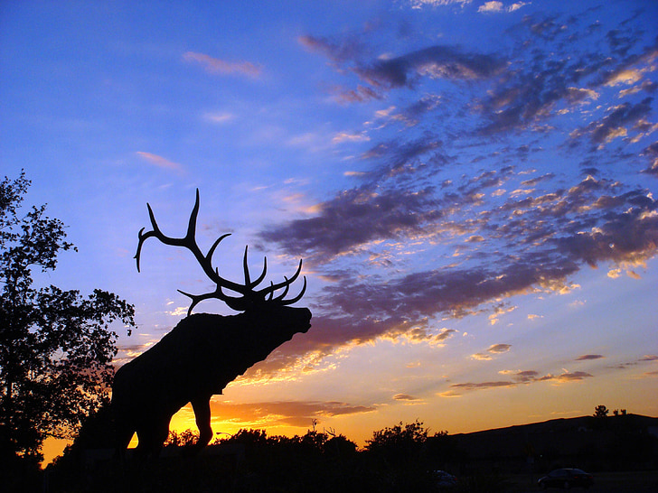 silhouette of moose under clear cloudy sky