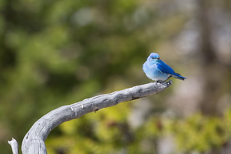 selective focus photography of bluebird perched on branch