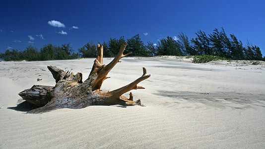 tree trunk on sand during daytime