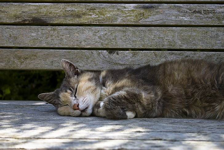 sleeping cat laying on gray wooden bench during daytime