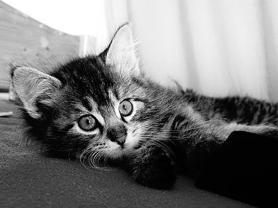 grayscale photography of tabby kitten