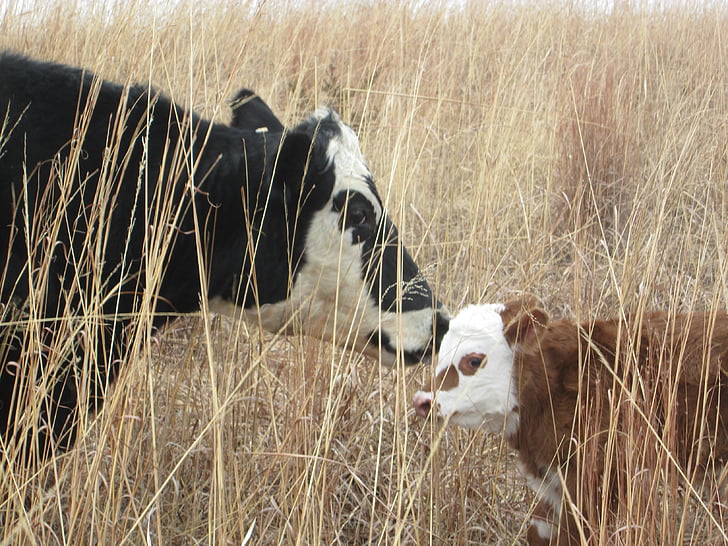 two cows kissing near grass