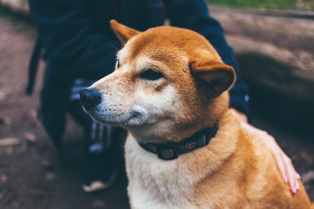 medium short-coated tan dog on focus photo