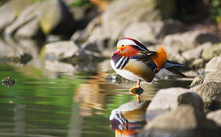 selective photo of male mandarin standing beside body of water at daytime