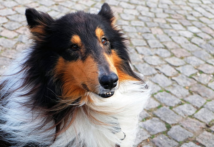 adult black, white, and brown Rough collie