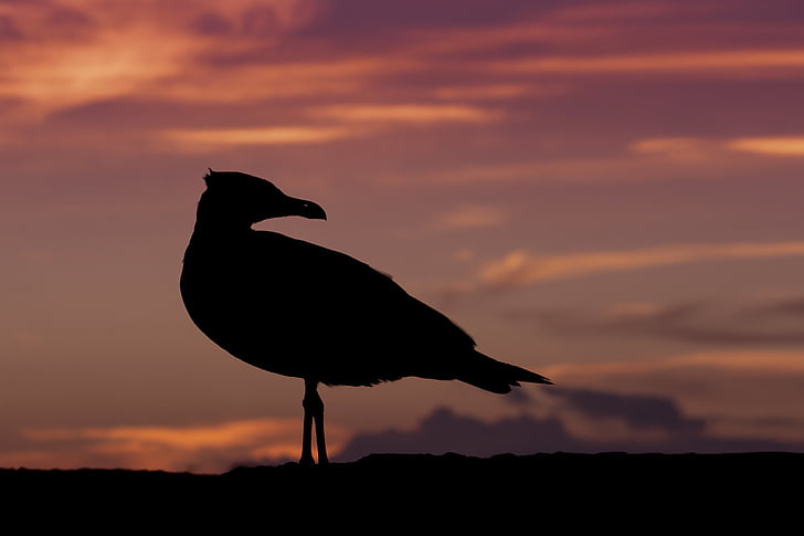 silhouette of bird during dawn