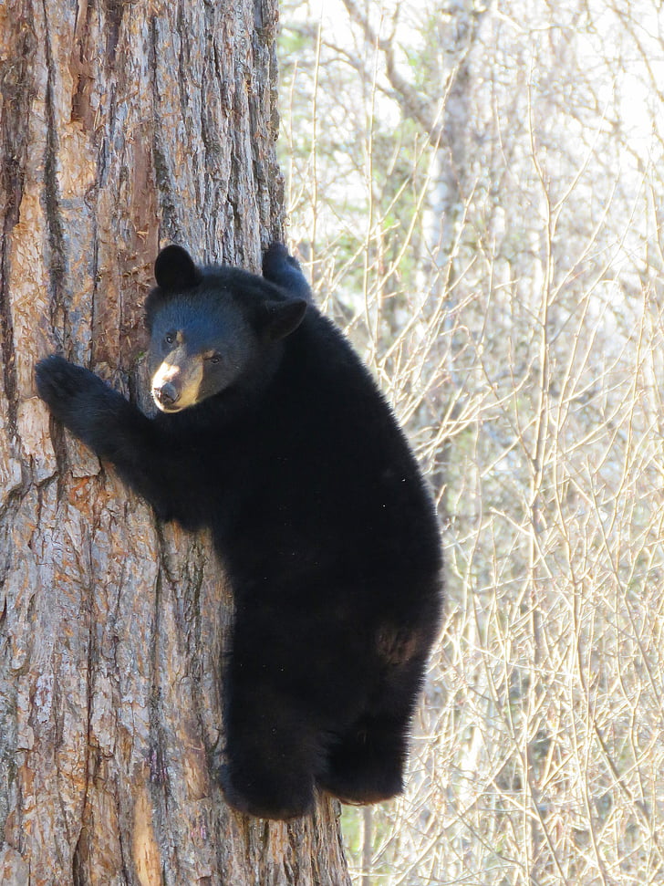 black bear climb tree