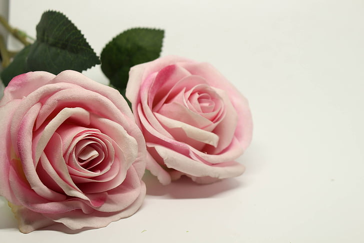 close-up photography of pink rose flowers