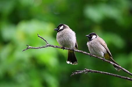 two grey and black birds on the tree trunk