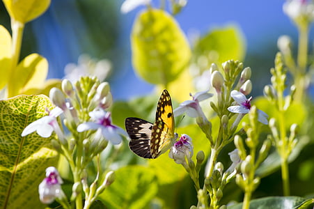 photo of yellow butterfly near flowers