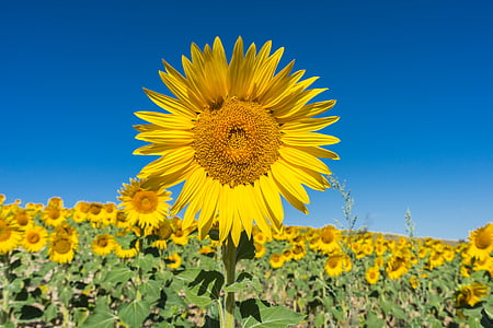 sunflower field under clear blue sky at daytime