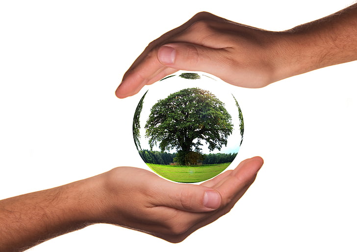 green tree on crystal ball in human palm