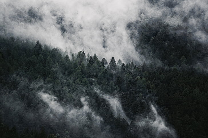 aerial view photography of green forest covered by fog
