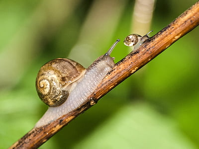 snail on stem