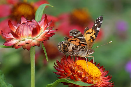 selective focus photo of brown and black butterfly perching on red petaled flower at daytime