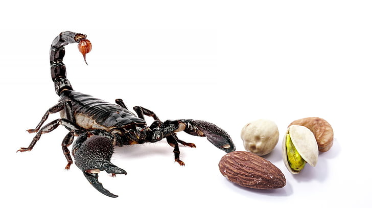 black scorpion near nuts