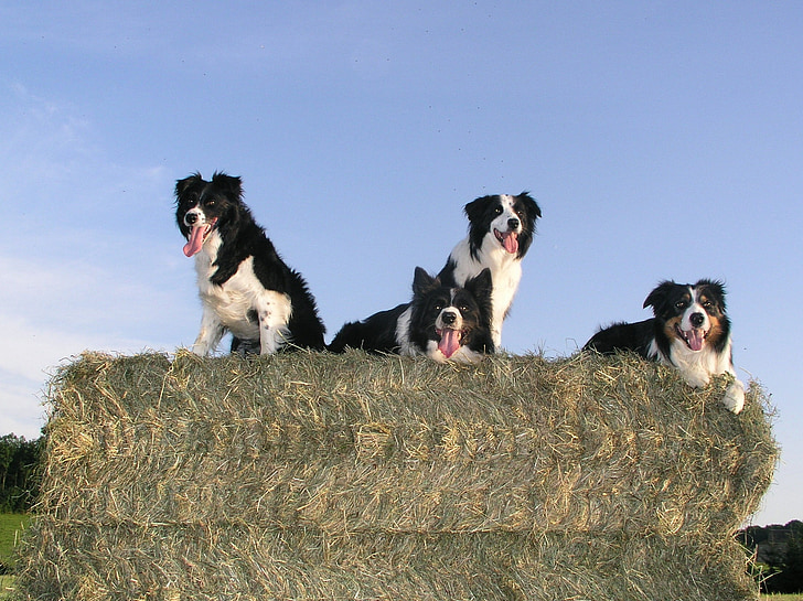 four short-coated black-and-white dogs on green hay under clear blue sky