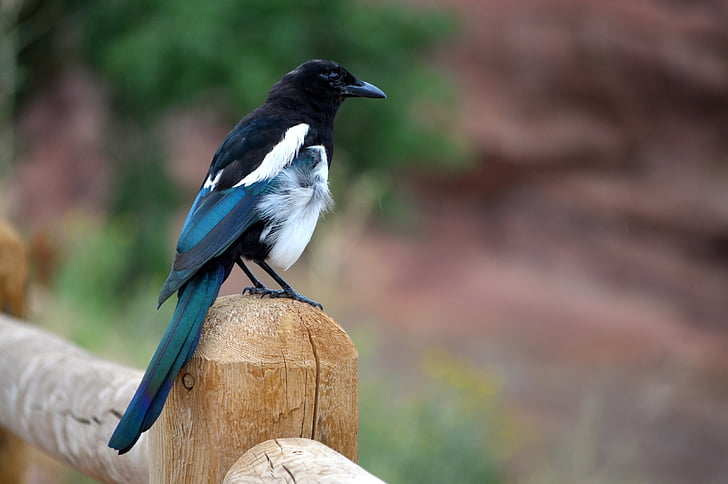 black, white, and teal bird