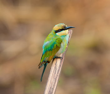 shallow focus photography of green bird on tree branch